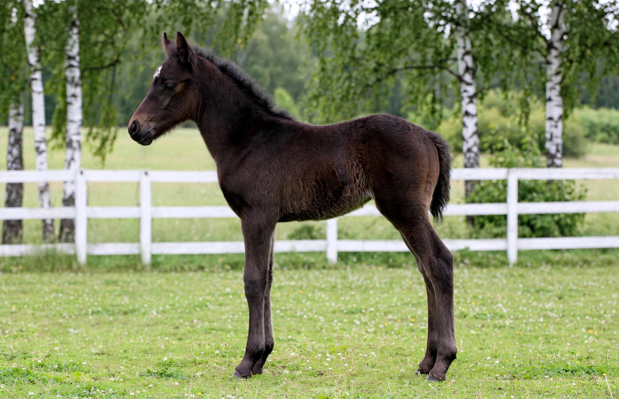 Dagdröm AR